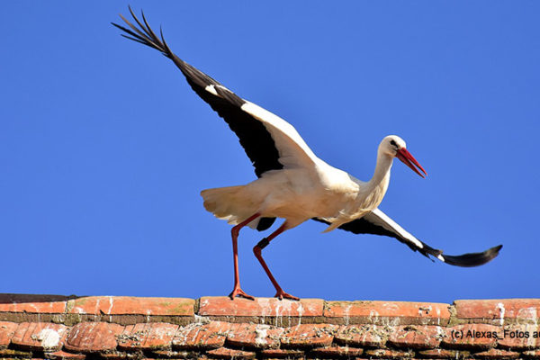 Der Klapperstorch macht den Storchenbiss