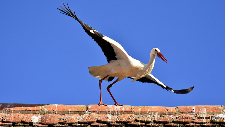 Der Klapperstorch macht den Storchenbiss