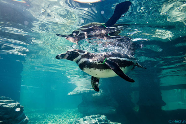 Bei Schietwetter geht’s ins Ozeaneum nach Stralsund