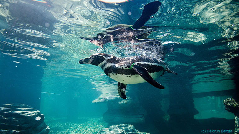 Bei Schietwetter geht’s ins Ozeaneum nach Stralsund