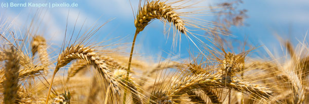 Zöliakie: Wenn man Weizen & Co. nicht verträgt