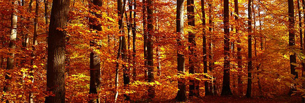 Der goldene Herbst lockt Familien aus dem Haus