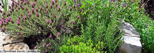 So machen Sie Ihren Garten zu einem Kräuter-und Vitamin-Tempel