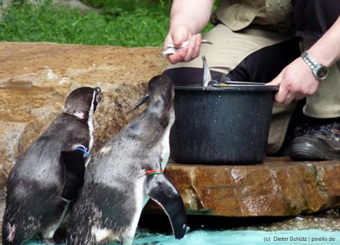 Neben dem Berufswunsch Tierärztin auf Platz 1 hat es noch ein weiterer Beruf mit Tieren in die Top-Ten geschafft: 2,4% der Befragten möchten Tierpflegerin werden.