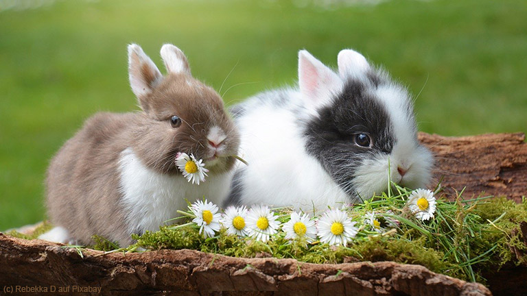 Ostern auf dem Bauernhof