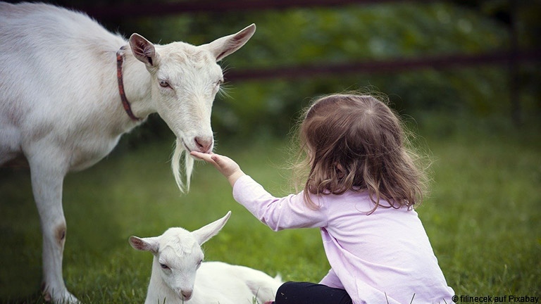 Ziegenmilch – die Alternative zu Kuhmilch