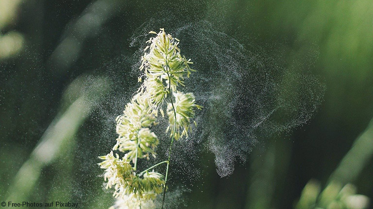 Die Pollenallergie ist die am häufigsten auftretende Allergie und betrifft allein in Deutschland etwa 13 Millionen Menschen.